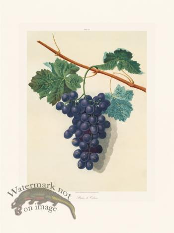 Brookshaw Fruit 27